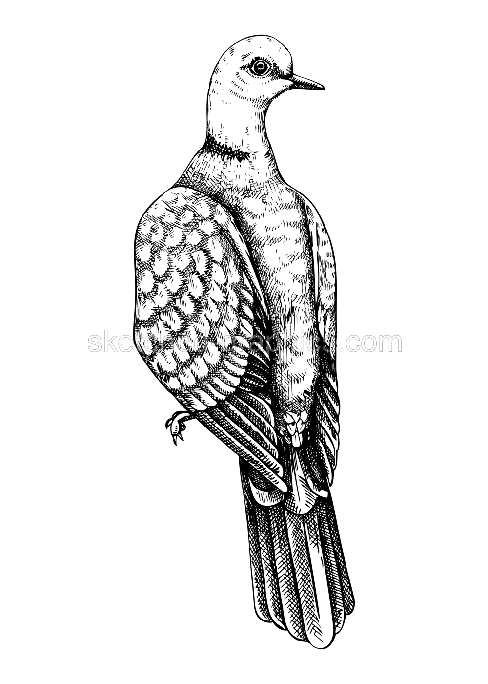 Collared dove vector sketch. Hand drawn wildlife illustration in engraved style. Grey city bird drawing isolated on white background. Black and white  pigeon drawing for print, poster, card, cover. Illustration